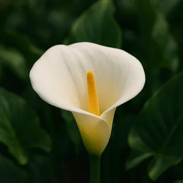Calla lily(Arum lily)