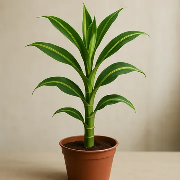 개운죽(드라세나 산데리아나)