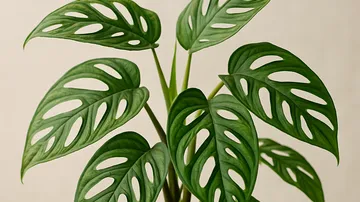 몬스테라 아단소니