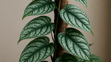 몬스테라 실테페카나