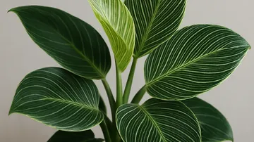 필로덴드론 버킨