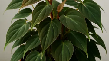 필로덴드론 미칸