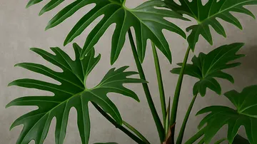 필로덴드론 마요이