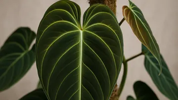 필로덴드론 멜라노크리섬